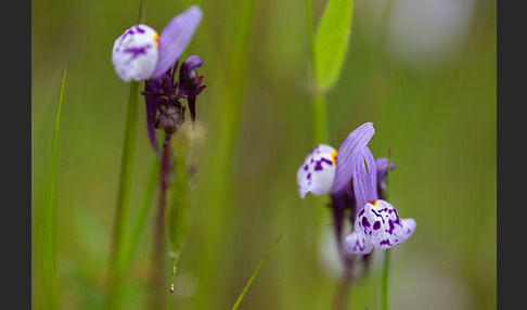 Leinkraut spec. (Linaria spec.)