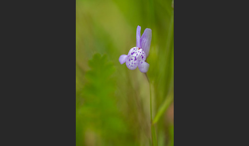 Leinkraut spec. (Linaria spec.)