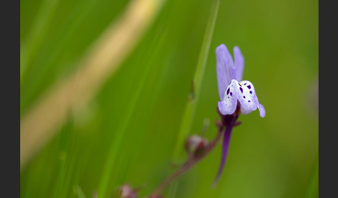 Leinkraut spec. (Linaria spec.)