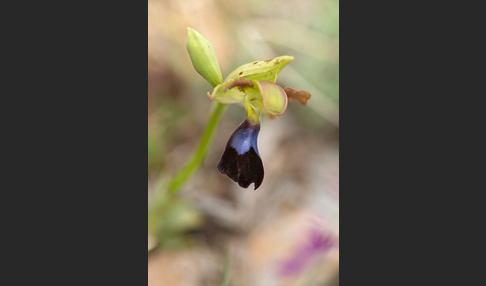 Atlasragwurz (Ophrys atlantica)