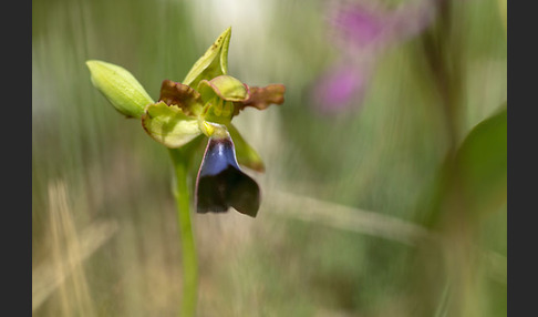 Atlasragwurz (Ophrys atlantica)