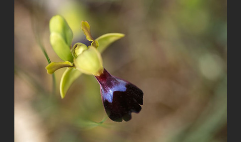 Atlasragwurz (Ophrys atlantica)