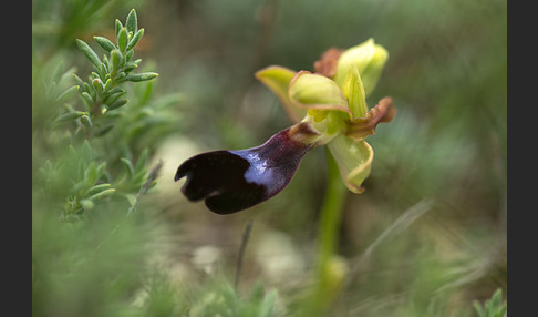 Atlasragwurz (Ophrys atlantica)