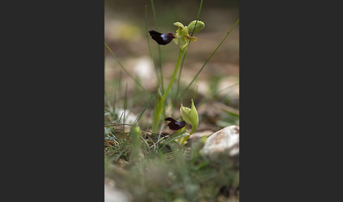 Atlasragwurz (Ophrys atlantica)