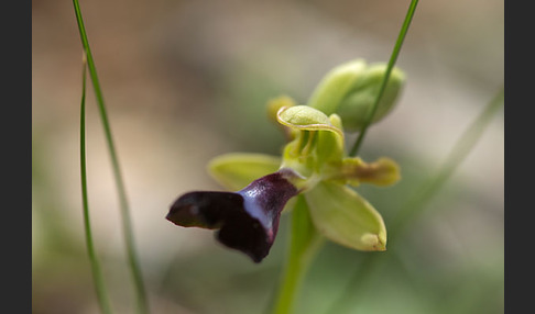 Atlasragwurz (Ophrys atlantica)