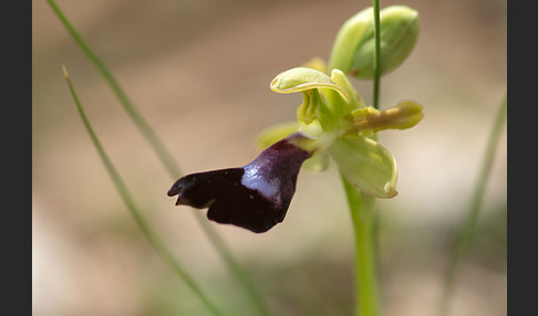 Atlasragwurz (Ophrys atlantica)