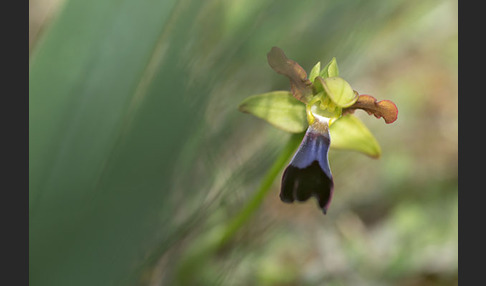 Atlasragwurz (Ophrys atlantica)