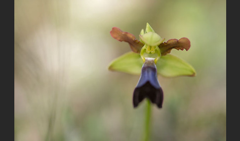 Atlasragwurz (Ophrys atlantica)