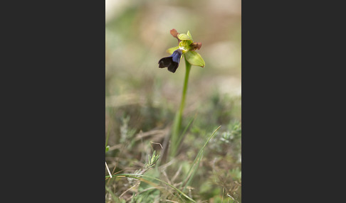 Atlasragwurz (Ophrys atlantica)