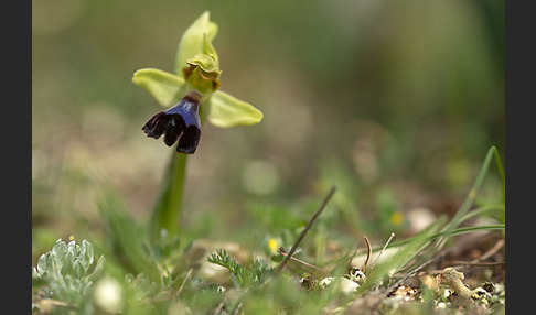 Atlasragwurz (Ophrys atlantica)