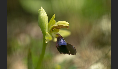 Atlasragwurz (Ophrys atlantica)