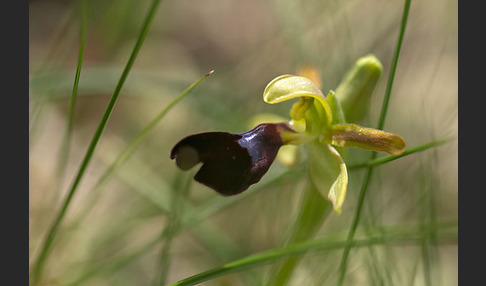 Atlasragwurz (Ophrys atlantica)