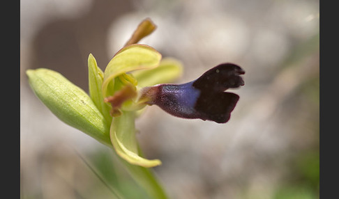 Atlasragwurz (Ophrys atlantica)