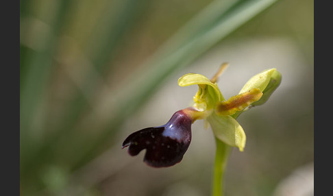 Atlasragwurz (Ophrys atlantica)