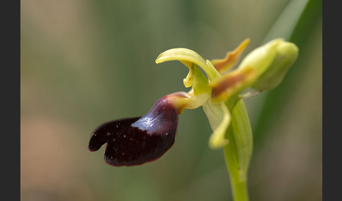 Atlasragwurz (Ophrys atlantica)