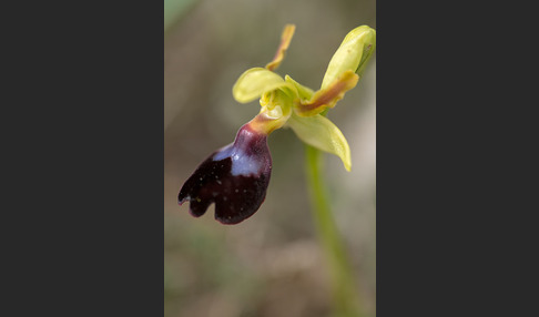 Atlasragwurz (Ophrys atlantica)