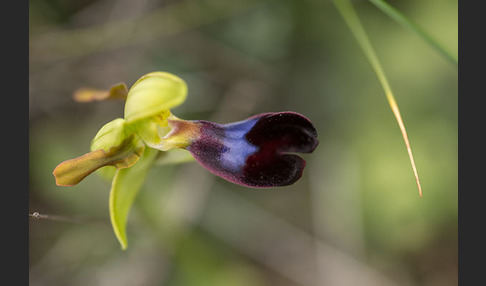 Atlasragwurz (Ophrys atlantica)