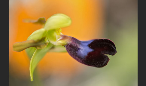 Atlasragwurz (Ophrys atlantica)