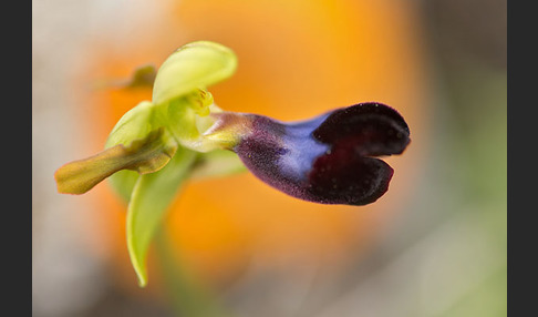 Atlasragwurz (Ophrys atlantica)