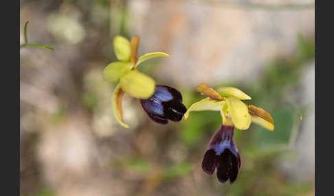 Atlasragwurz (Ophrys atlantica)