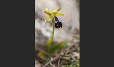 Atlasragwurz (Ophrys atlantica)