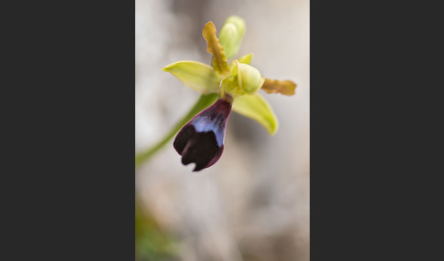 Atlasragwurz (Ophrys atlantica)