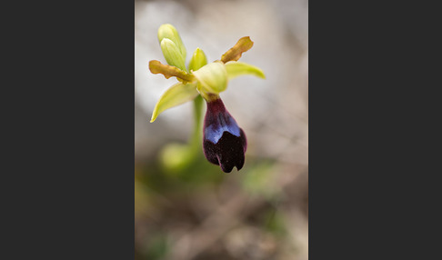 Atlasragwurz (Ophrys atlantica)