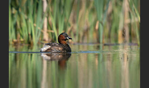 Zwergtaucher (Tachybaptus ruficollis)