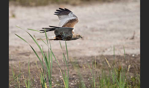 Rohrweihe (Circus aeruginosus)