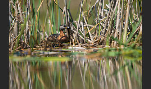 Rothalstaucher (Podiceps grisegena)