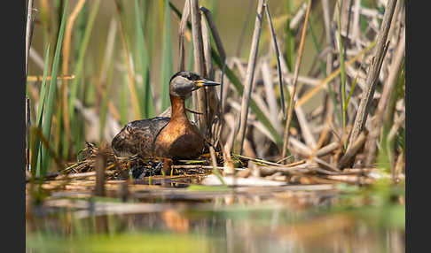 Rothalstaucher (Podiceps grisegena)