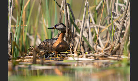 Rothalstaucher (Podiceps grisegena)