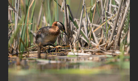 Rothalstaucher (Podiceps grisegena)