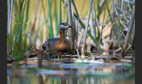 Rothalstaucher (Podiceps grisegena)