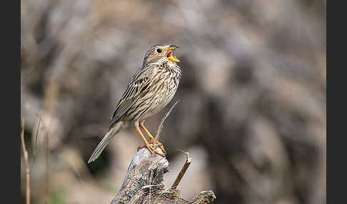 Grauammer (Miliaria calandra)