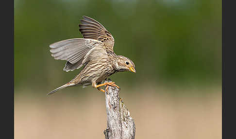 Grauammer (Miliaria calandra)