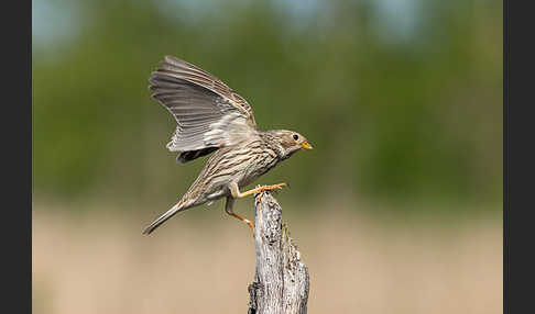 Grauammer (Miliaria calandra)