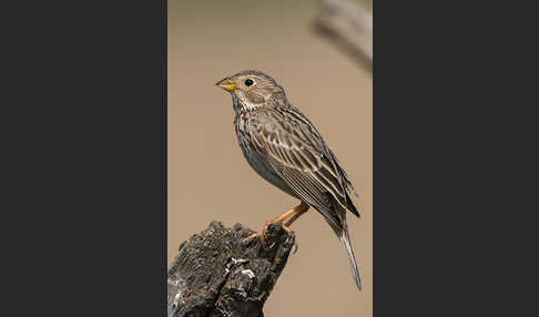 Grauammer (Miliaria calandra)