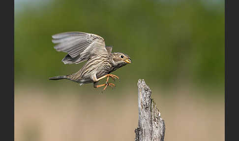 Grauammer (Miliaria calandra)