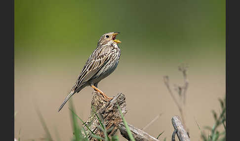 Grauammer (Miliaria calandra)