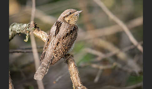 Wendehals (Jynx torquilla)