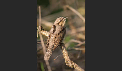 Wendehals (Jynx torquilla)