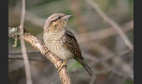 Wendehals (Jynx torquilla)