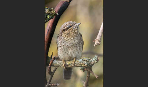 Wendehals (Jynx torquilla)