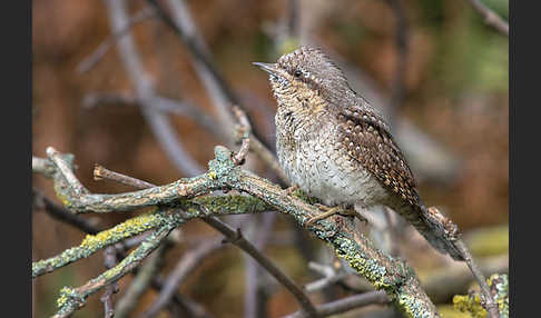 Wendehals (Jynx torquilla)