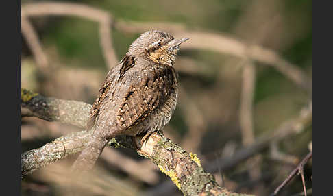 Wendehals (Jynx torquilla)