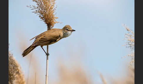 Drosselrohrsänger (Acrocephalus arundinaceus)