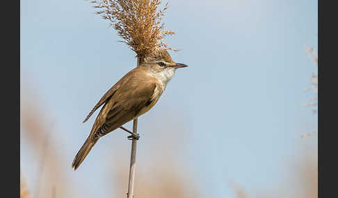 Drosselrohrsänger (Acrocephalus arundinaceus)