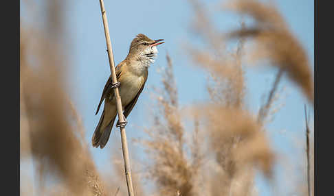 Drosselrohrsänger (Acrocephalus arundinaceus)