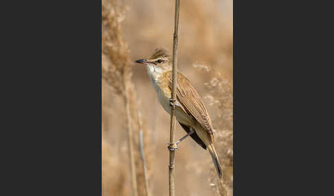 Drosselrohrsänger (Acrocephalus arundinaceus)